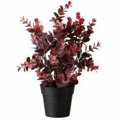 Eucalyptus, burgunder Grønne Planter