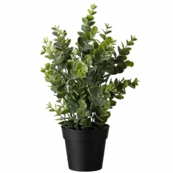 Sale Eucalyptus plante Grønne Planter
