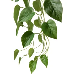 Hengende Gullranke Grønne Planter