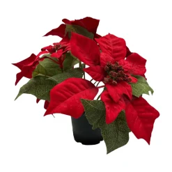 Julestjerne i potte Grønne Planter|Juletrær Og Julegrønt