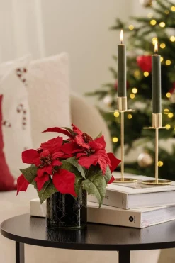 Julestjerne i potte Grønne Planter|Juletrær Og Julegrønt