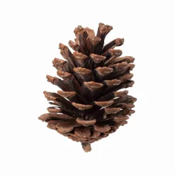 Sale Kongler Store i pose Pynt|Juletrær Og Julegrønt