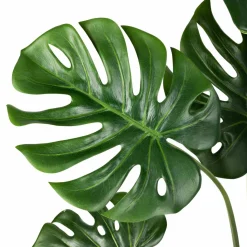 Clearance Monstera i potte 109 cm Grønne Planter