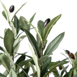 New Oliventre i potte H 120 cm Grønne Planter