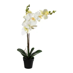 Orkide i potte Grønne Planter