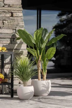 Discount Plante Banantre 123 cm Grønne Planter