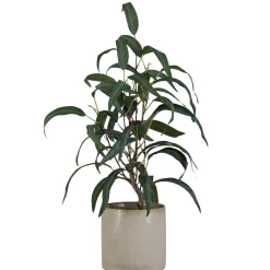 Outlet Plante Blader i potte Grønne Planter