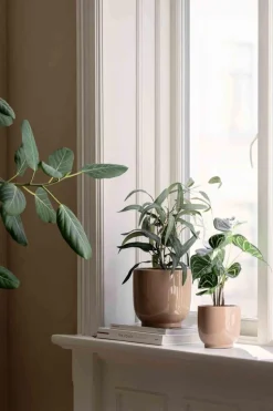 Outlet Plante Blader i potte Grønne Planter