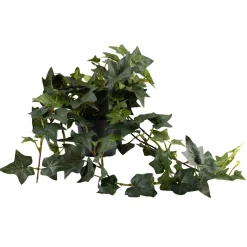 Outlet Plante Eføy Grønne Planter