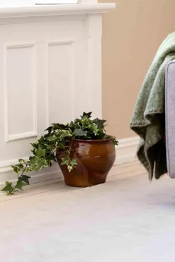 Outlet Plante Eføy tofarget Grønne Planter