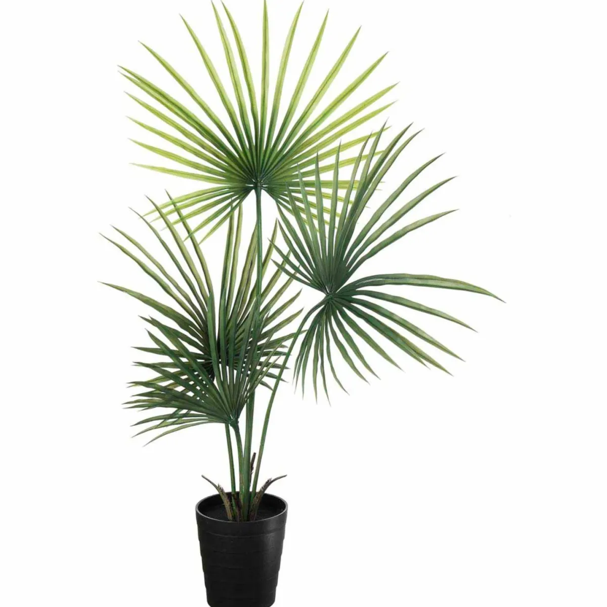 Clearance Plante Kwai palme 130 cm Grønne Planter