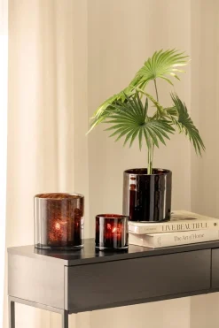 Hot Plante Livistona 42cm Grønne Planter