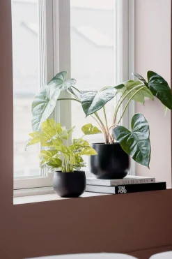 Outlet Plante Monstera Grønne Planter