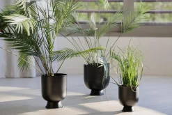 Sale Plante Palme stor Grønne Planter